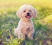 한국장학진흥원, 펫시터 반려동물관리사 자격증 무료인강 제공…선착순 5000명 한정 이벤트