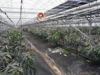 부산 강서구 제1호 무농약 애플망고 생산