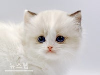 고양이 분양샵 제나캣, 다양한 분양 프로모션과 특별한 할인 혜택 진행