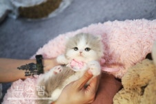 가필드고양이, 고양이 분양 비용 할인 및 맞춤분양 서비스 실시