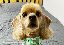 유기견·유기묘보호센터 하이바이보호소, 강아지 및 고양이 무료분양 실시