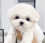 수원강아지분양 미유펫, 크리스마스할인 및 다채로운 이벤트 진행