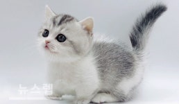 고양이 분양샵 제나캣, 연말 기념 분양 특가 및 다양한 이벤트 진행