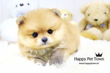 강아지분양 전문샵 해피애견타운 전국전지점 입양 이벤트
