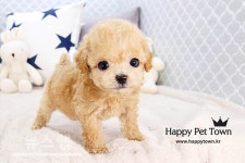 강아지분양 전문샵 해피애견타운 전국전지점 입양 이벤트