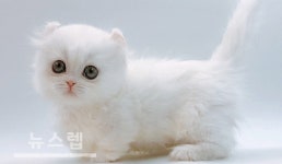 프리미엄 고양이 분양샵 제나캣, 전문 노하우로 고양이 분양 진행