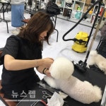 이바우펫 부산애견미용학원 창의적 펫 뷰티션 양성 화제
