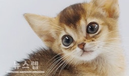 고양이 분양샵 제나캣, 다채로운한 분양 이벤트 선보여