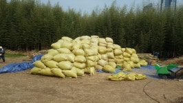 울산시, 태화강 국가정원 샛강 내 묵은 억새 제거