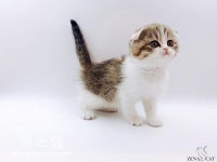 고양이분양샵 제나캣, 프리미엄 분양 서비스 선보여