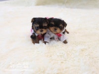 강아지 분양 스타일독앤캣, 봄 맞이 특별 분양가 할인 이벤트