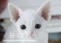 부산고양이 분양샵 그린캣, 다양한 프로모션 선보여