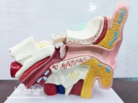 시그니아 보청기 140년 독일의 기술력 신제품 출시