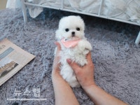 강아지분양 브랜드대상 스타일독앤캣 각종 혜택 선보여