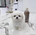 미유펫, 다양한 이벤트실시 및 반려동물 건강관리 진행