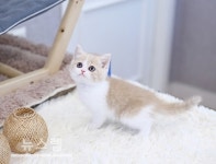 부산고양이 분양 그린캣, 철저한 분양시스템 구성 및 분양가 할인