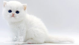 고양이분양샵 제나캣, 특가 이벤트 진행