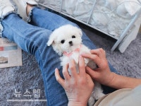 강아지분양샵 스타일독앤캣, 분양가 절감 이벤트 진행해