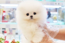 대구강아지분양 미유펫 5월 맞이 할인 이벤트 및 무료분양 진행