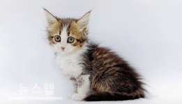 고양이분양샵 제나캣, 각종 프로모션 선보여