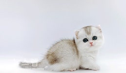 고양이분양샵 제나캣, 5월 분양가 절감 이벤트 진행