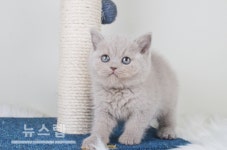 대구고양이분양 전문 미유펫, 분양가 최대 85% 할인