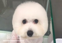 유기견보호센터 하이바이보호소, 강아지 및 고양이 무료분양 제공