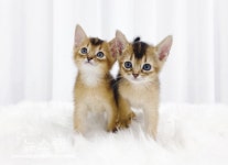 수원강아지분양 미유펫, 5월 가정의달 분양가 할인 및 3대질병 키트검사 실시