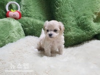 광주 강아지분양 펫왕국, 전문 분양 시스템 진행