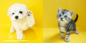 가정의 달 5월, 고양이분양 애견샵 미유펫 할인 이벤트 실시