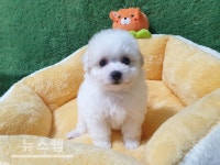 광주 강아지분양 펫왕국, 각종 서비스 알려