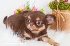 대구강아지분양 미유펫 가정의 달 맞이 분양가 최대 85%할인