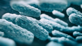 포스트바이오틱스 유산균, 안전한 제품으로 고르려면?