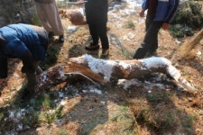 부여 대조사 석조미륵보살입상 폭설로 보관 파손