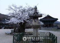 벚꽃 흩날리는 사찰서 번뇌 버리고 힐링