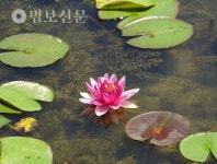 37. 부여 궁남지-정림사지-고란사