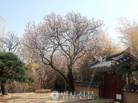 15. 심검당 살구꽃