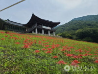 천년고찰 부산 운수사, 3만3000포기 꽃무릇 만개