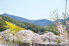 7. 송광사 십리 벚꽃길