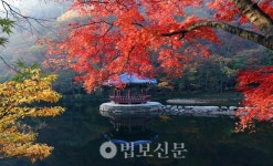 정읍 내장산 단풍 이번 주말이 절정…내장사 단풍터널 장관
