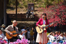 화엄사 홍매화 축제 개막…혹독한 겨울 견딘 꽃처럼 다시 시작하길