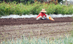 제주 농산물 웃고 축산물 울었다