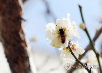 봄기운 물씬, 대전·세종·충남 흐리고 포근