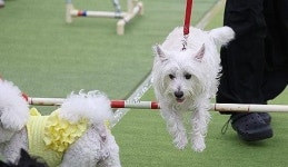부산 공원 반려동물 시범 운영 시작