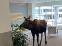 미국 식당에 난입한 사슴의 소동