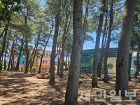 서귀포시민의 쉼터 100년 소나무 숲 사장 위기 논란