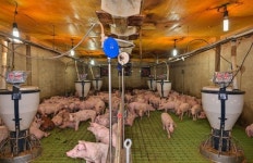 거미줄 하나 없다…매일 물청소하는 공원 같은 농장