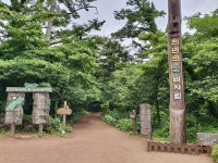제주가 지켜낸 숲의 문화재 비자나무 숲