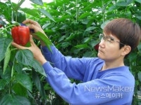 남원시, GAP인증 명품 파프리카 전국 출하