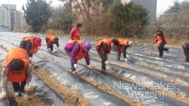 군산시 나운2동 사랑의 감자심기 행사